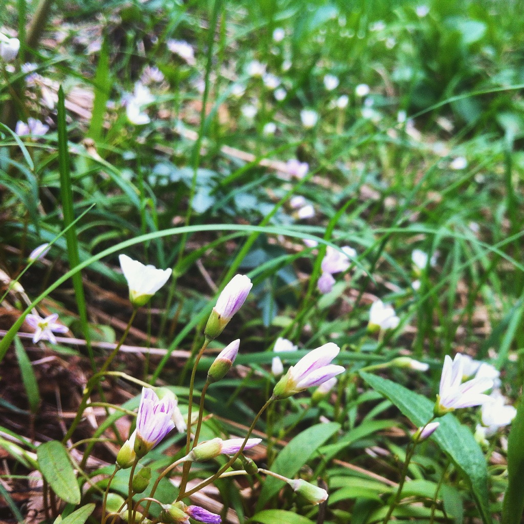 Flower Blooms