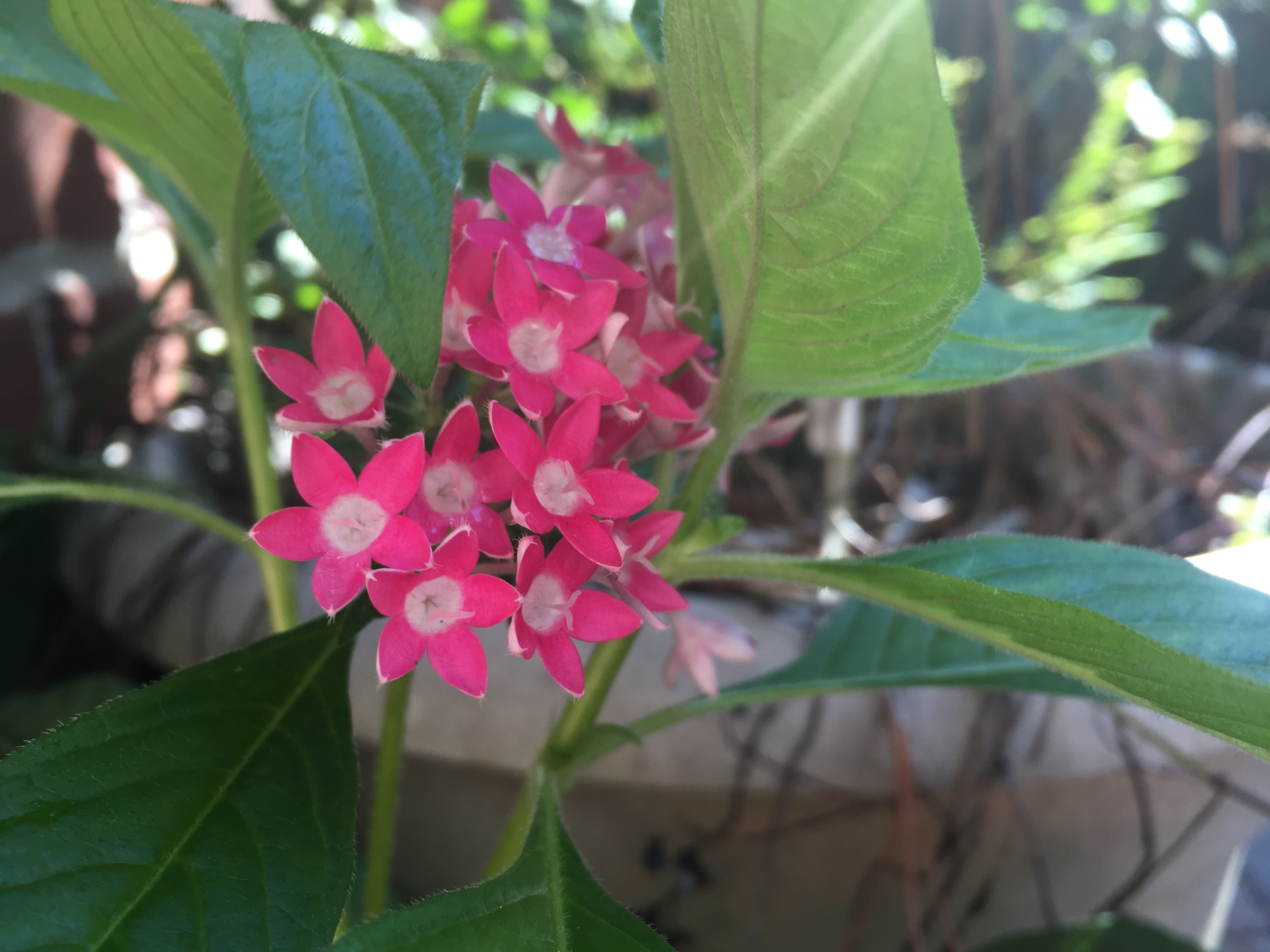 Pink Bloom