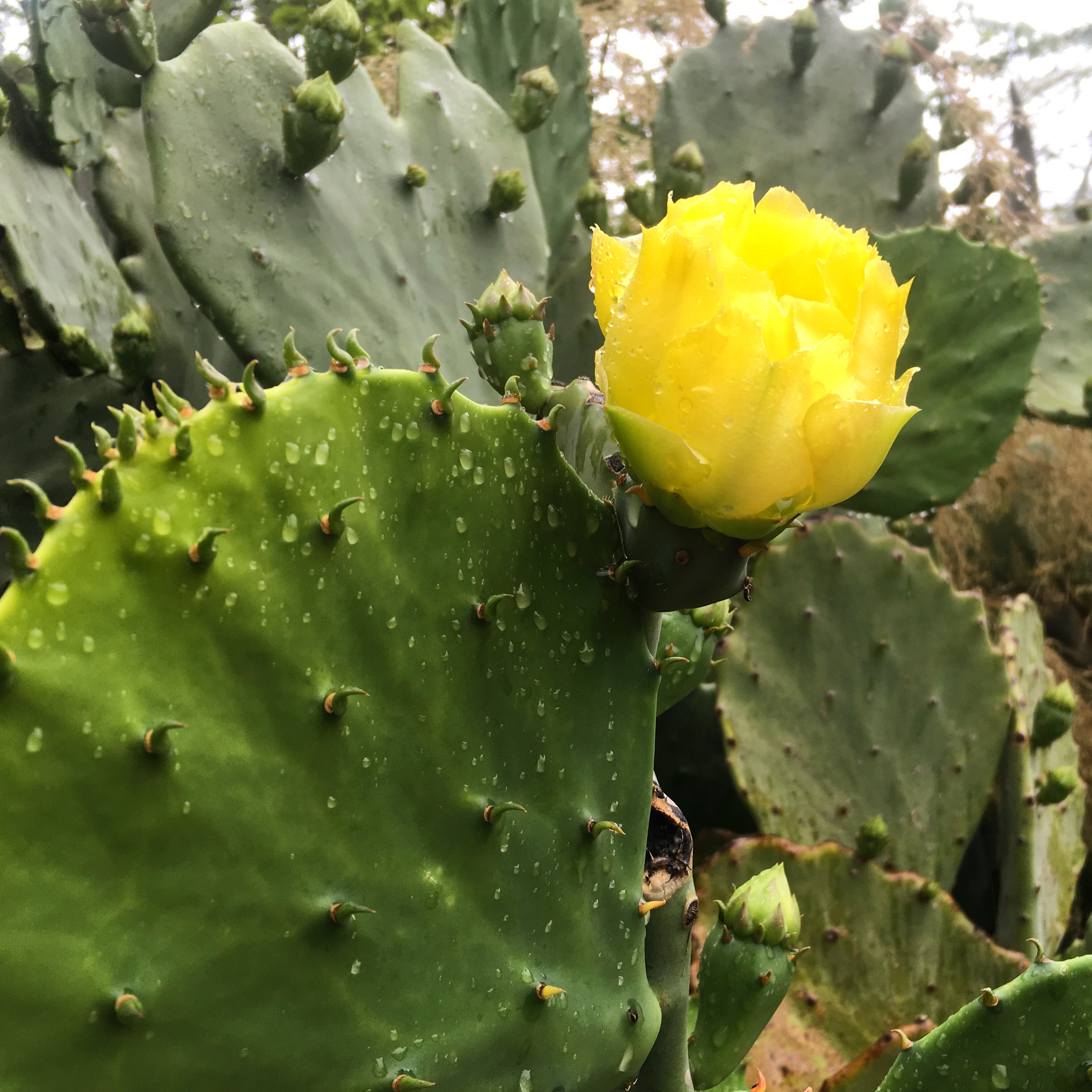Cactus Flower