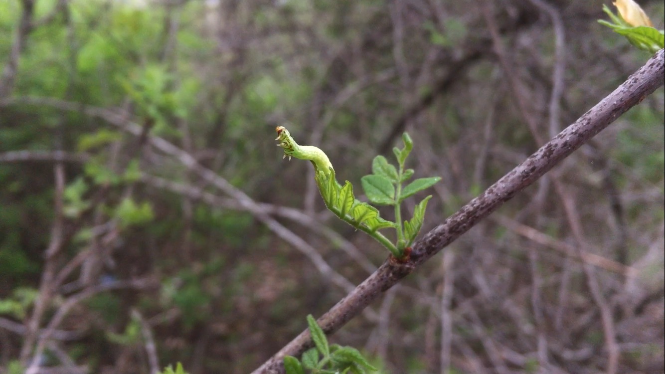 Caterpillar Branch