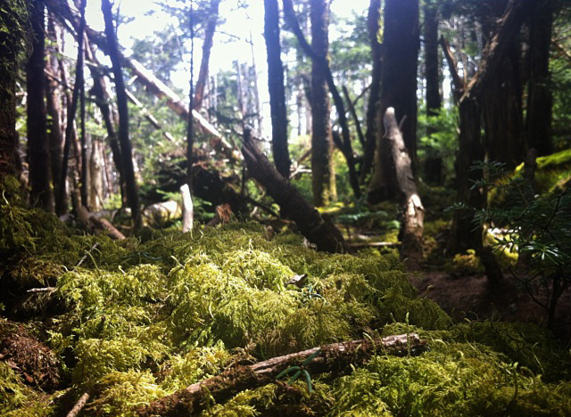 Fallen Tree