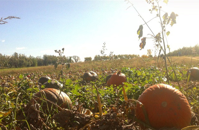 Pumpkin Patch