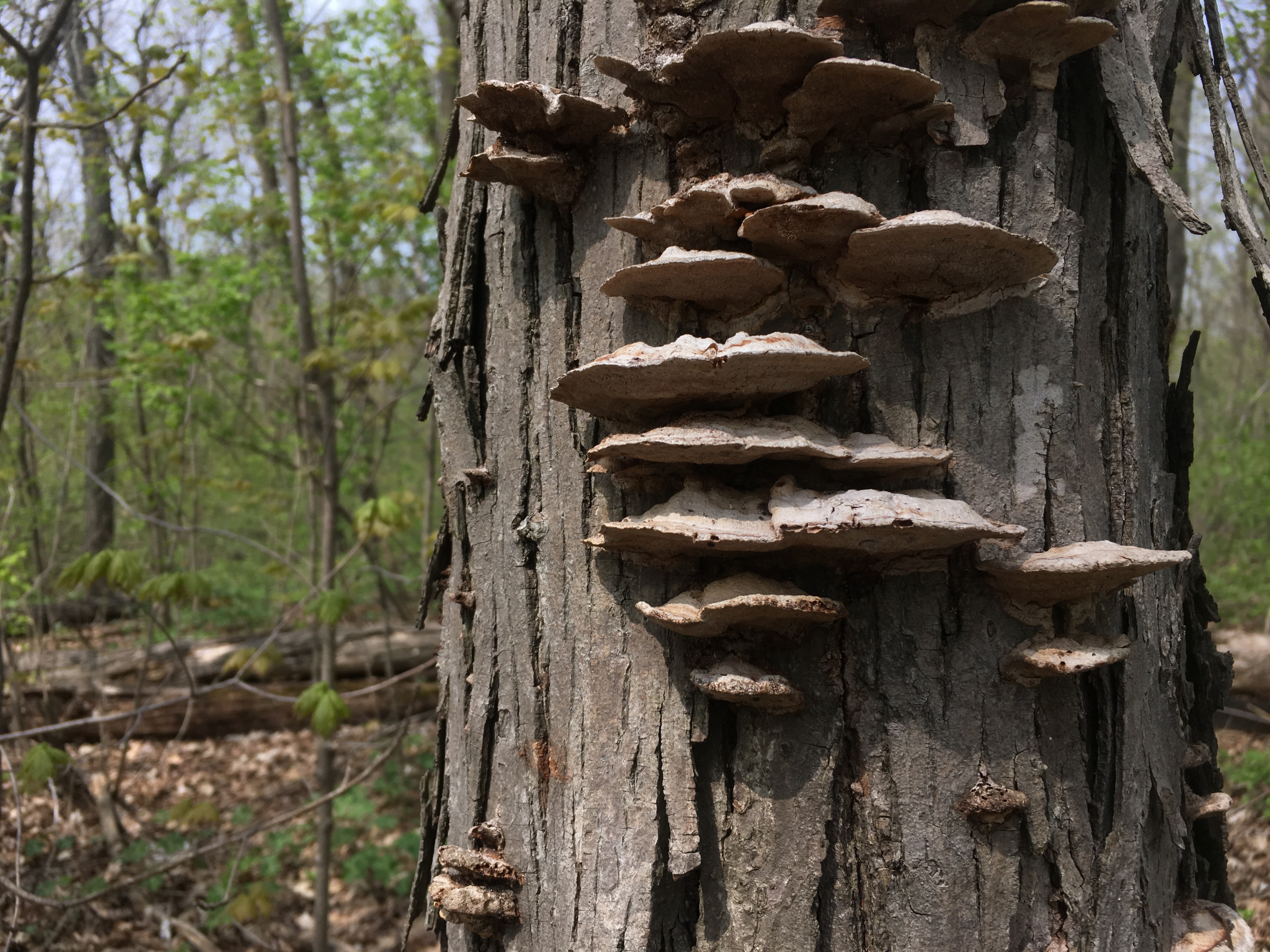 Mushrooms