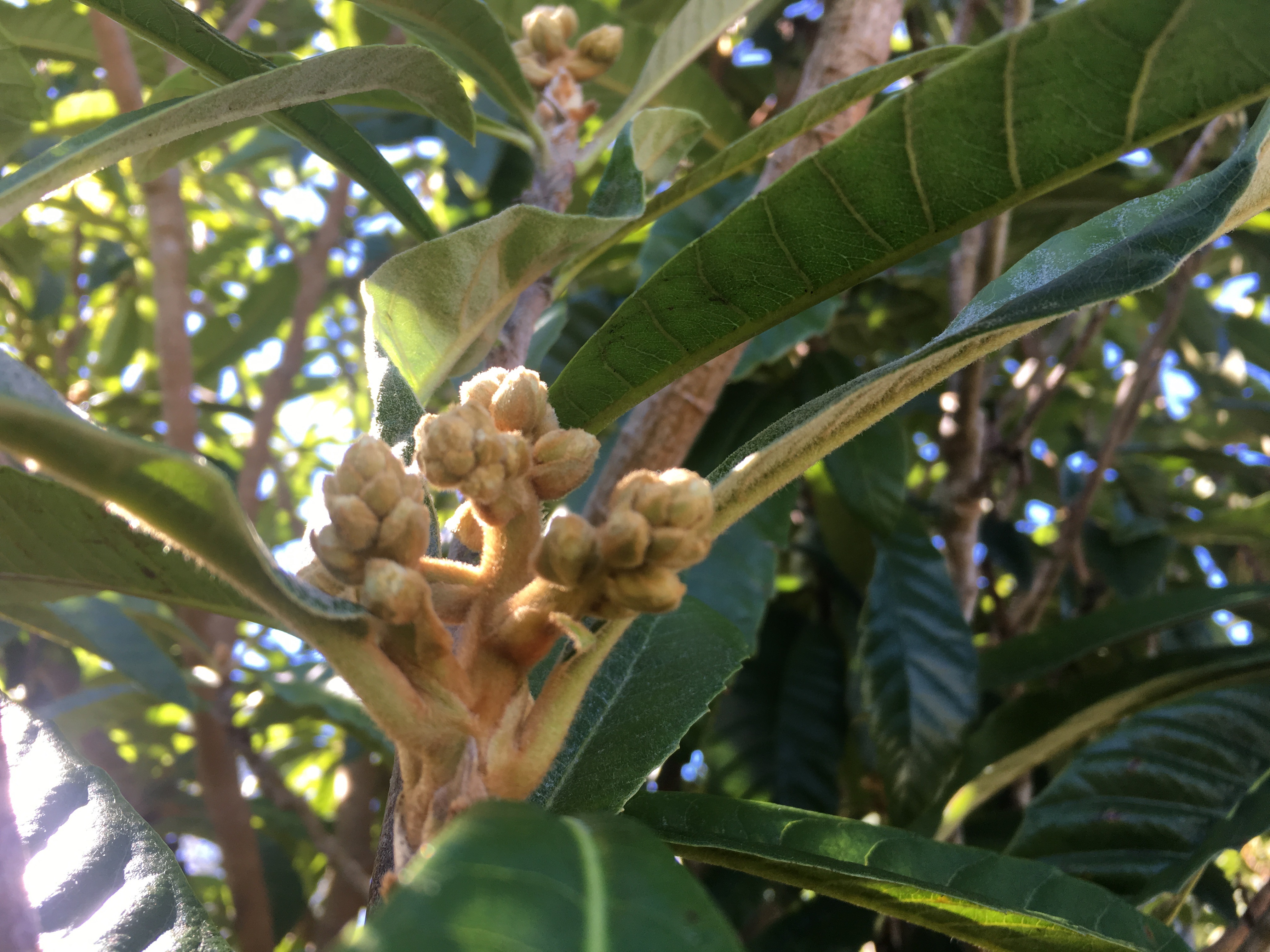 Loquat Bloom