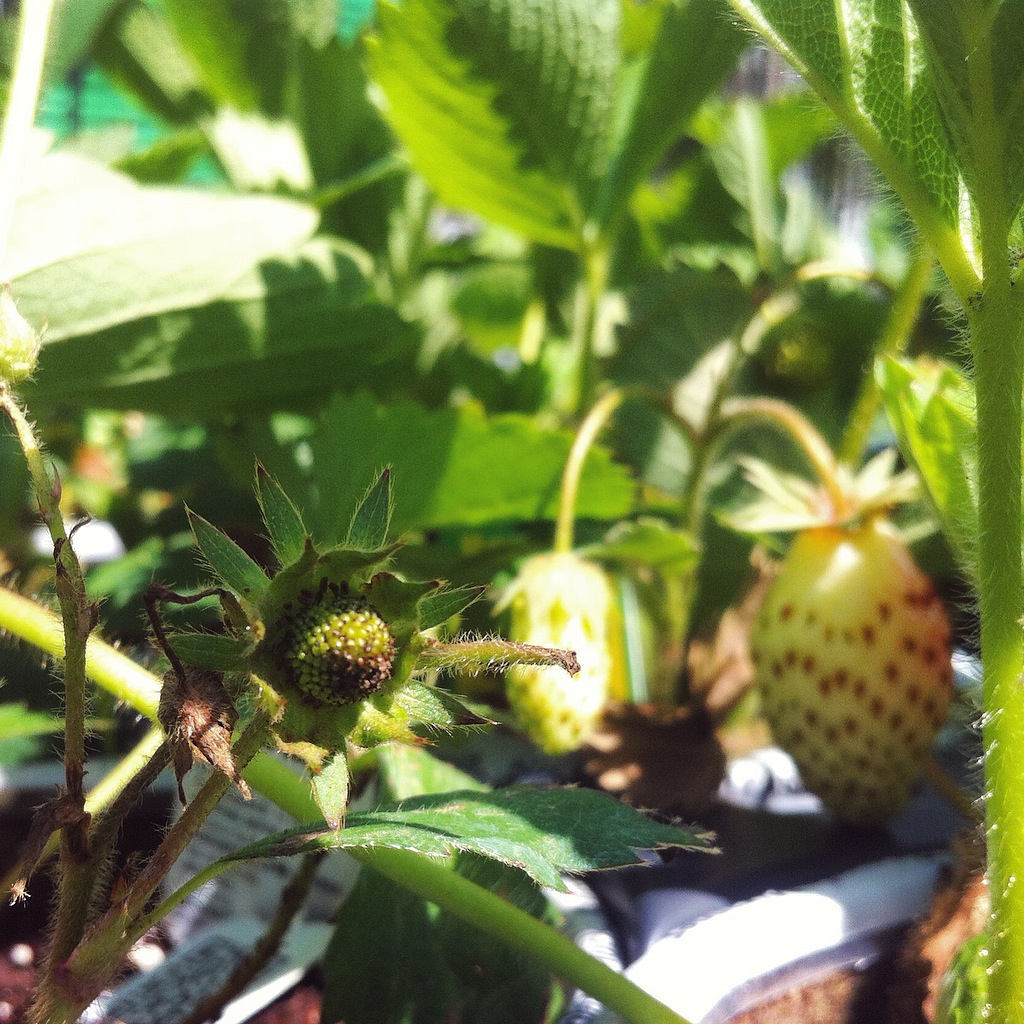 Strawberry Buds
